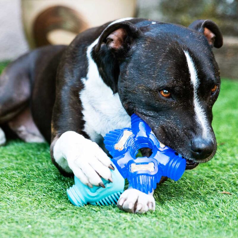 K9Connectables-Brain-Teaser-Pro-Dog-Toy-3-800x800