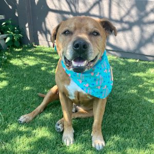 Hand Made Bandanas