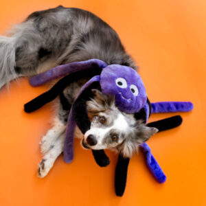 Halloween Spiders